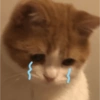 😻Gatitos Que Mejoran Tu Mood ❤️ 8