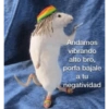 Andamos vibrando alto bro, porfa bajale a tu negatividad