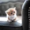 I love cats 4 13