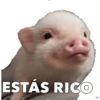 CERDITOS CARIÑOSOS 12