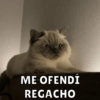 ME OFENDÍ REGACHO