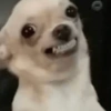 Reações cachorros 🐩 13