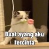 Cute cat sticker 🐈 15