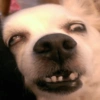 Perritos Cute 6
