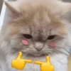 Gatinhos de humor 8