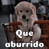 Peyitos Bonitos❤️🐕 17