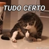 ANIMAIS E REAÇÕES 8