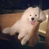 🐶 Samoyedo Reacciones 🐾 26