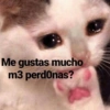 Me gustas mucho
m3 perdonas?