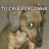 ANIMAIS E REAÇÕES 12