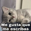 Animalitos con frases 3❤️😎 29