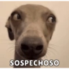 SOSPECHOSO