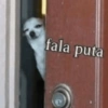 fala puta