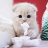 I love cats 4 16