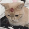 Gatitos randoms 10🤣😍 9