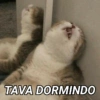 ANIMAIS E REAÇÕES 7