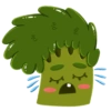 Baby Broccoli 12