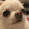Perritos para reaccionar 14