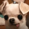 :P