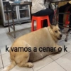 Perritos Cute 5