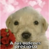 A tus ordenes
precioso