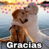 Animalitos con frases 3❤️😎 19