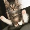 I love cats 4 22