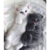 I love cats 4 15