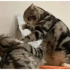 Animalitos para reaccionar  7
