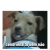 cenorinha to bem não