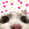 Memes pa' enviar de Gatitos 6