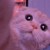 Gatitos_corazoncitos 13