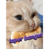 laper banget