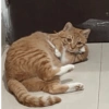 GATOS CURA DEPRESIÓN💕😻 5
