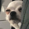 Reações cachorros 🐩 16