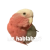 Birds 2.0 8