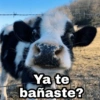 Animalitos con frases 3❤️😎 24
