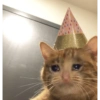 Gatos tristes 10