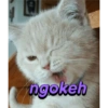 ngokeh