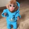 Macacos 16