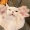 Gatitos randoms 10🤣😍 6
