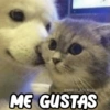 @HARLEY STICKERS ME GUSTAS