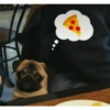 @Carlitos.ThePug 25