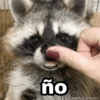 Animalitos con frases 3❤️😎 26