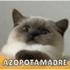 AZOPOTAMADRE