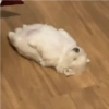 Animalitos para reaccionar  16
