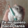 Animalitos con frases 3❤️😎 17