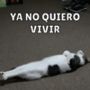 Michis Para Ti pt.8🐱❤️ 6