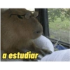 a estudiar