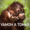 VAMOH A TOMAR
